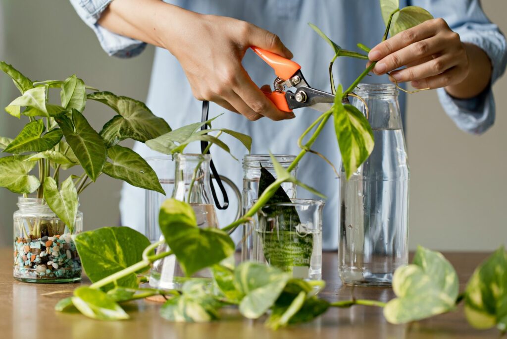 Woman cutting pathos plants for Water propagation