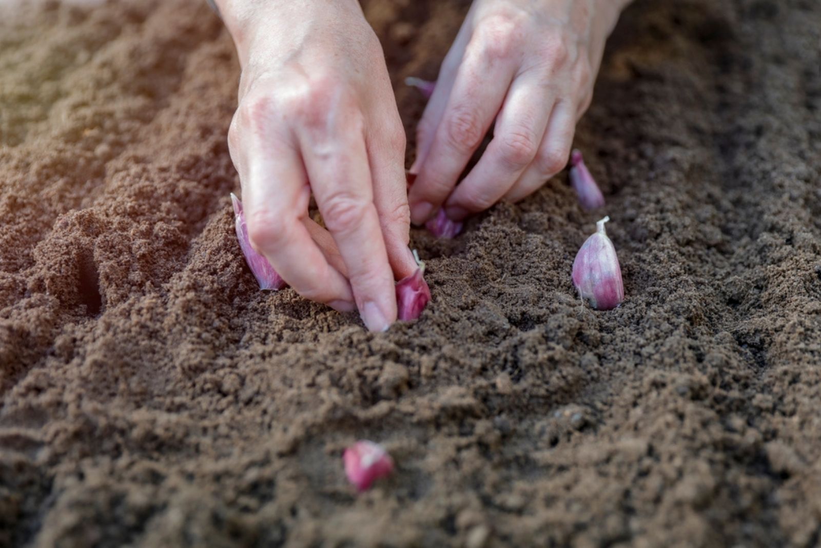 Woman farmer hands planting bulbs in the soil (1)