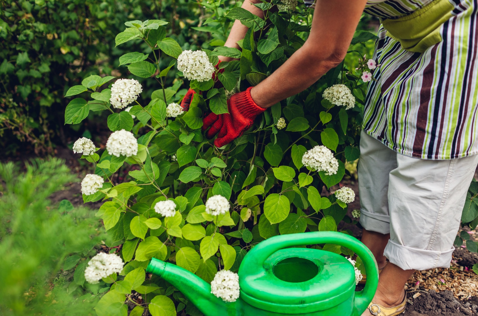 Woman gardener taking care of hydrangea flowers