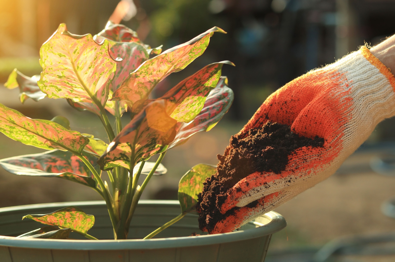 Woman giving coffee grounds to a plant