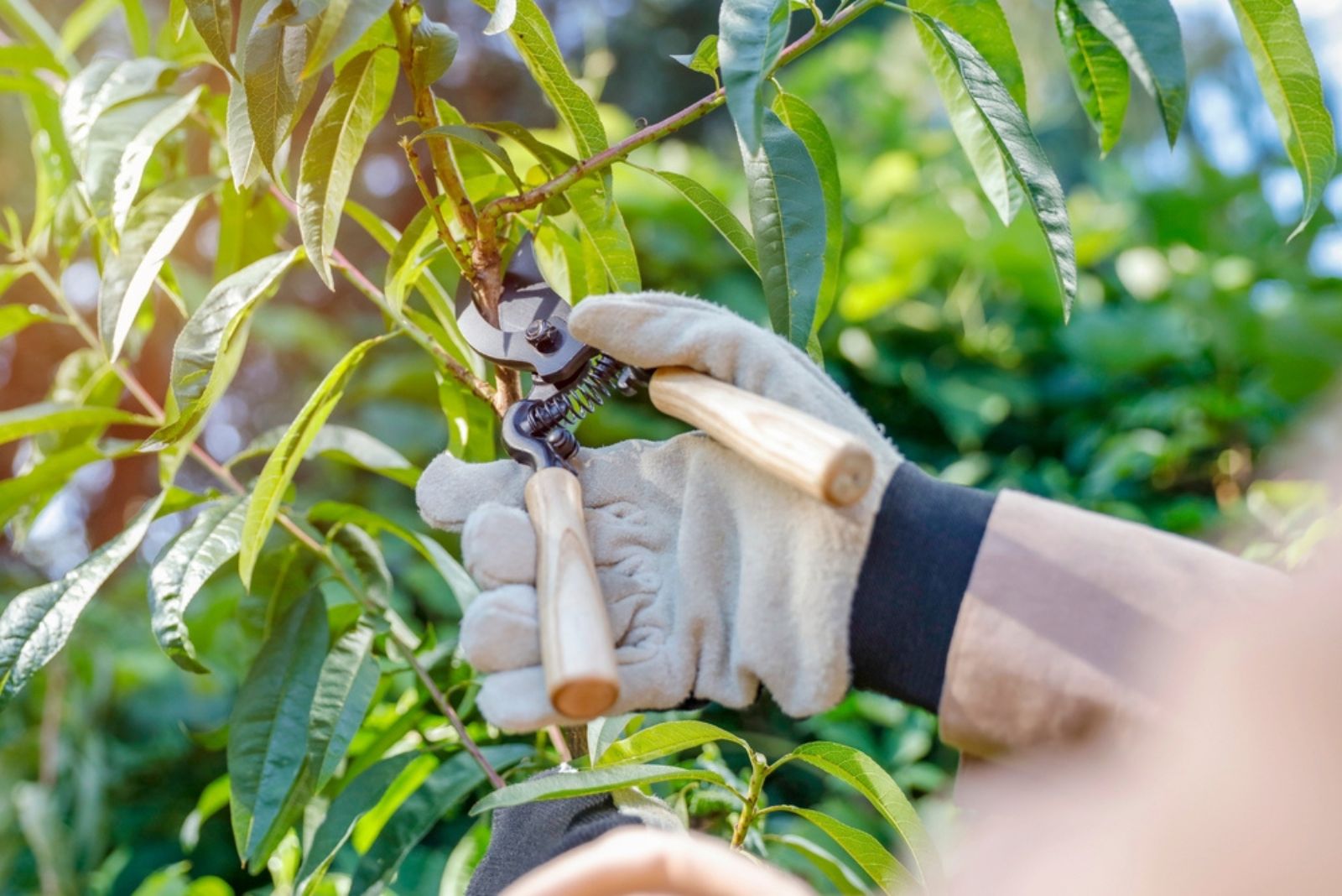 Woman hands in garden gloves pruning trees