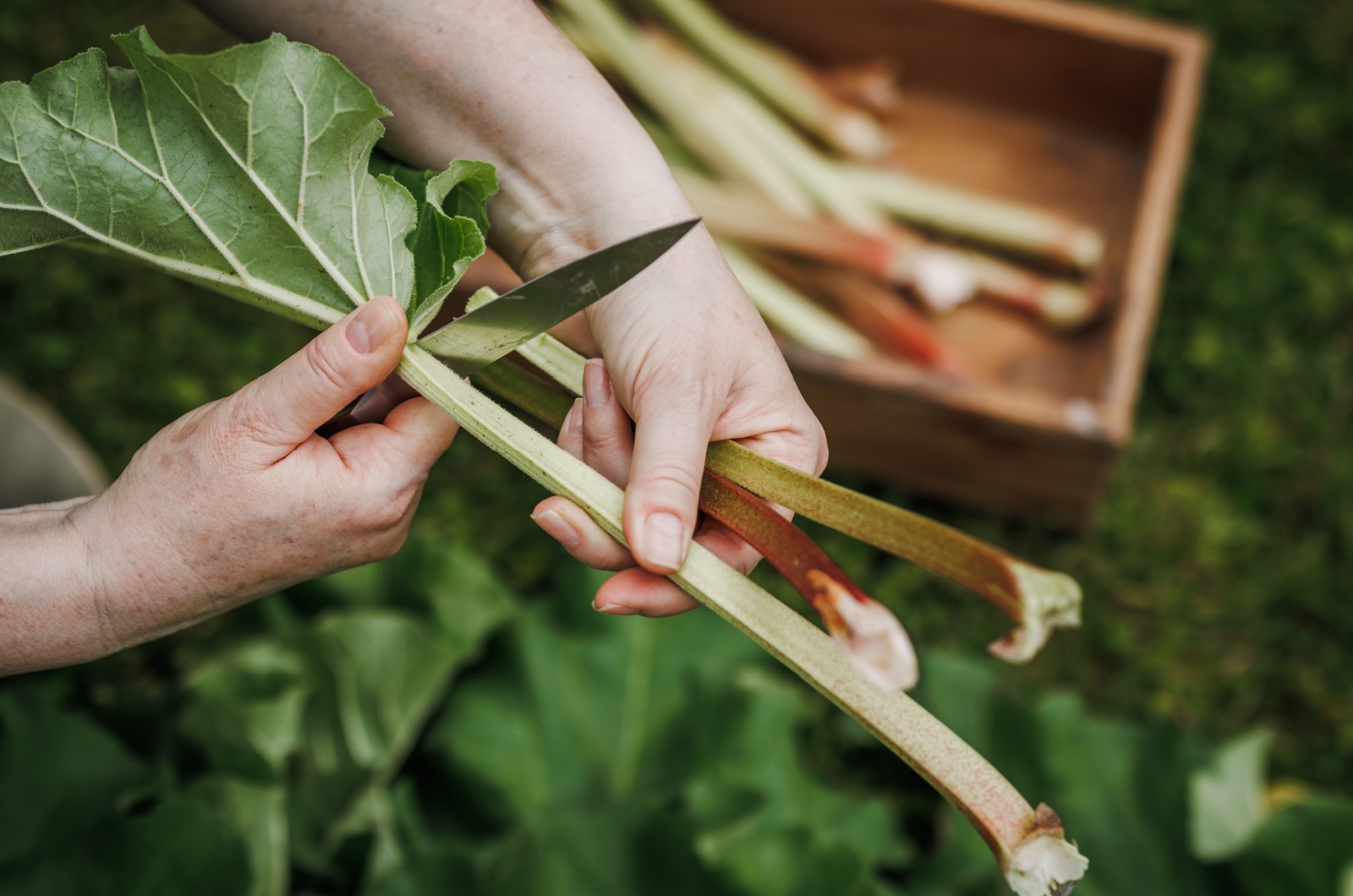 Woman harvesting a rhubarb