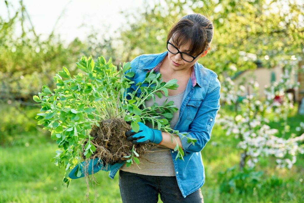 Woman in gardening gloves with shovel holding sedum plant with roots