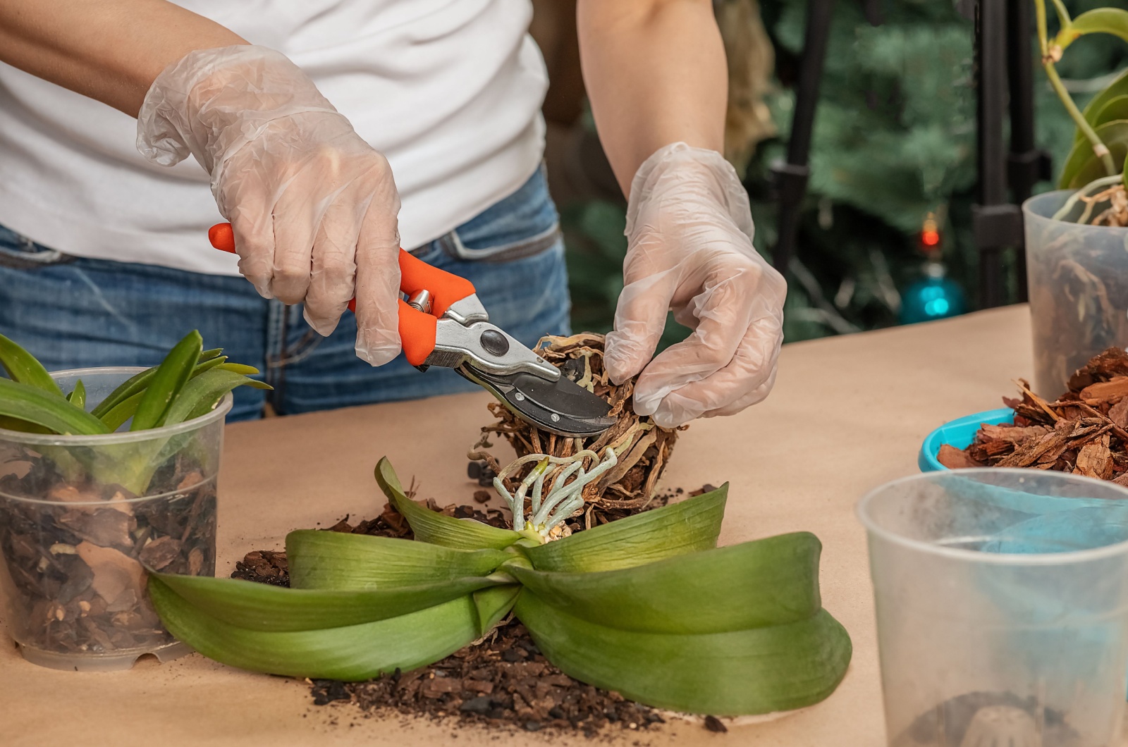 Woman pruning Orchid