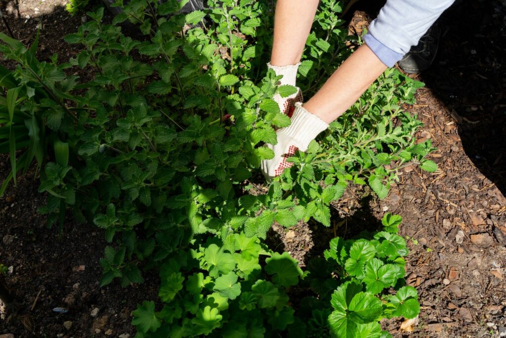 Woman pruning catnip in the garden bed