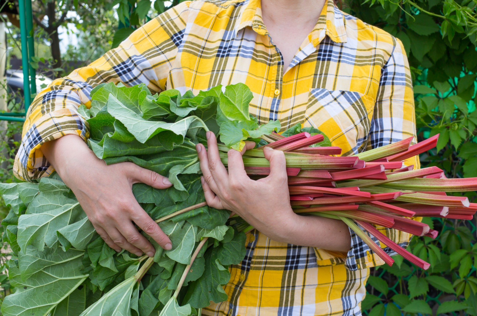 Woman with Rhubarb