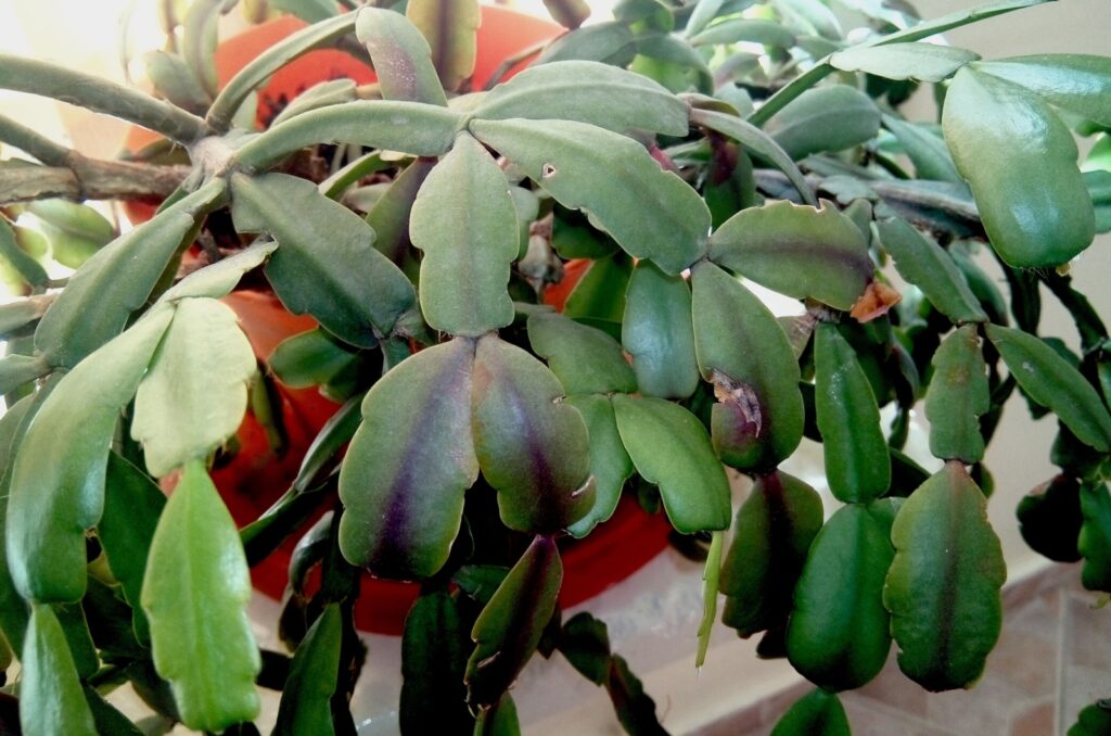 Xmas cactus in a pot