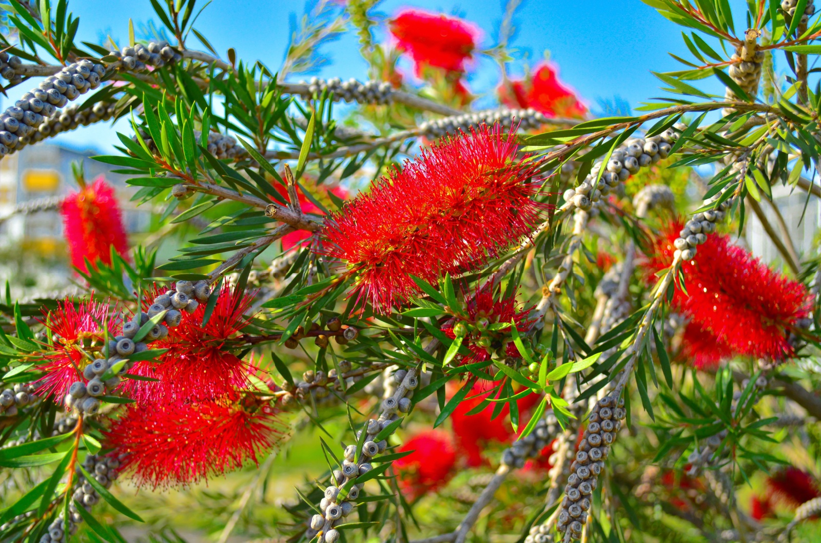 Yellow Bottlebrush