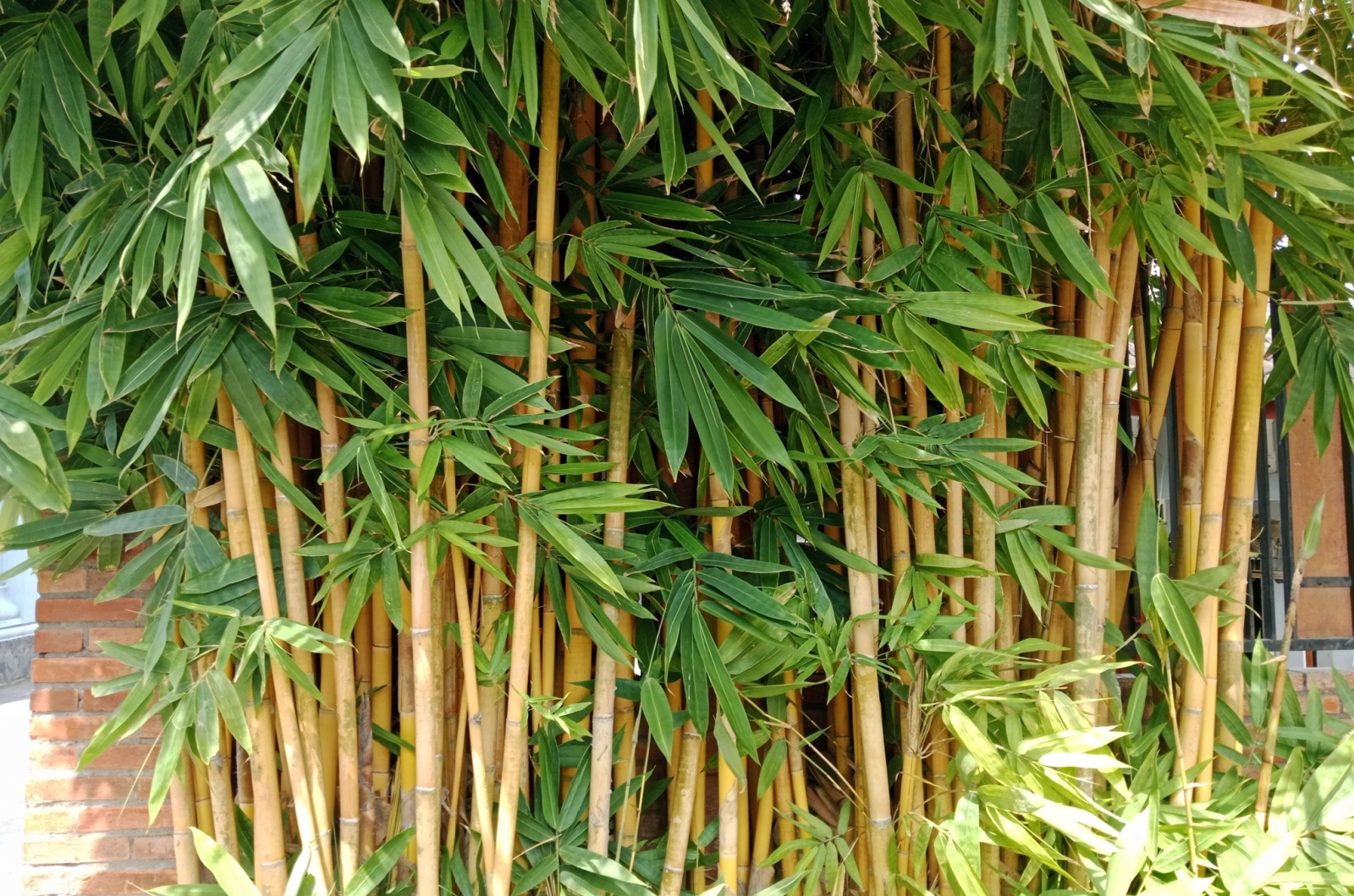 Yellow bamboo