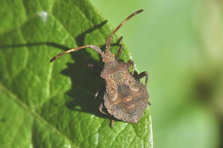 Squash bugs