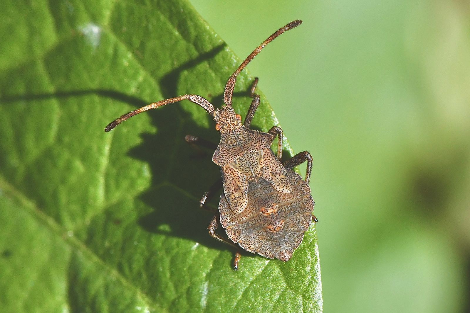 Squash bugs