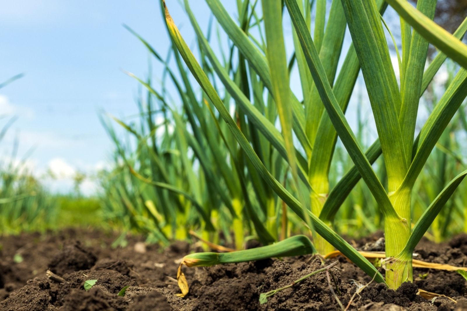 Young garlic grows in the ground