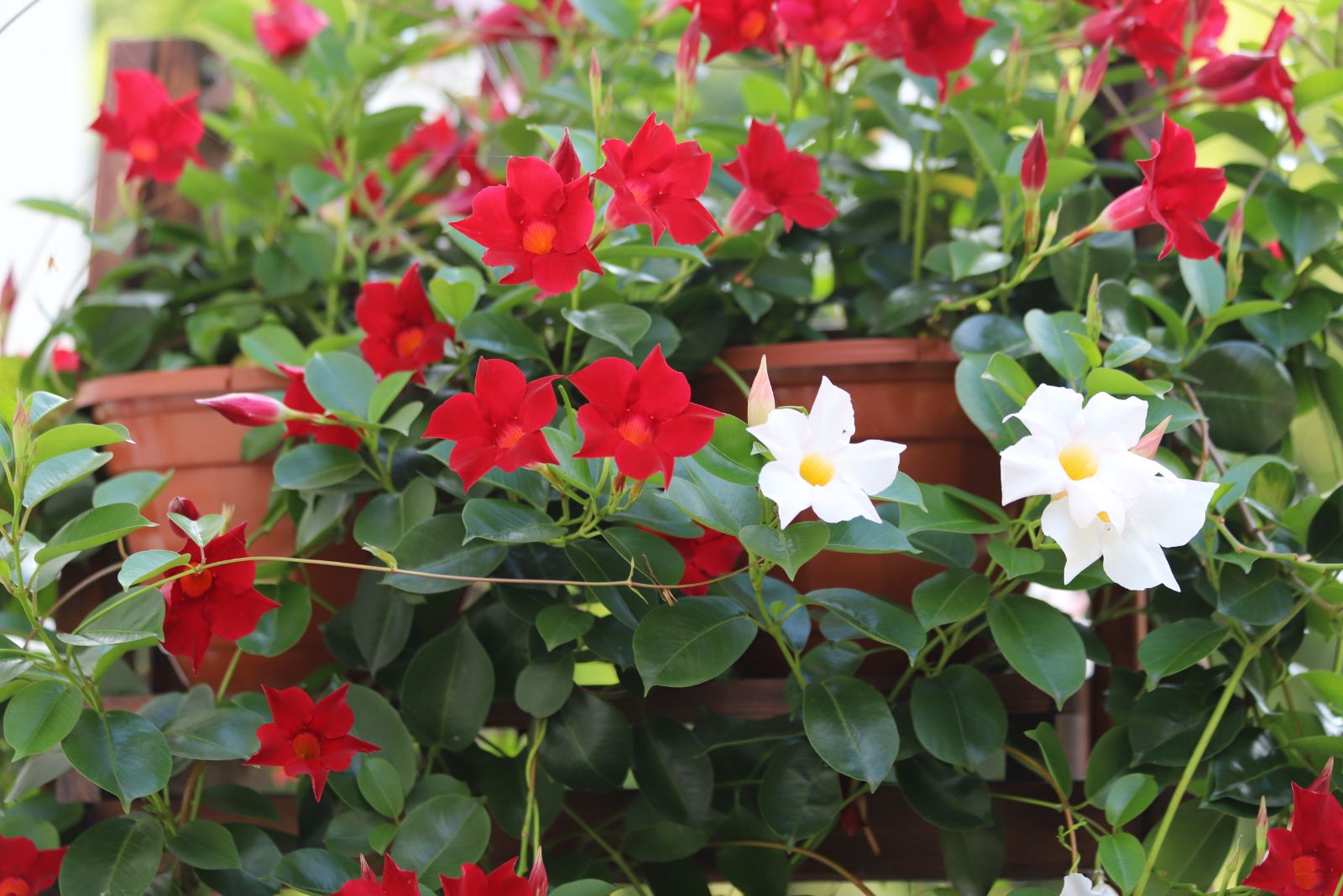 White and red flower in pots