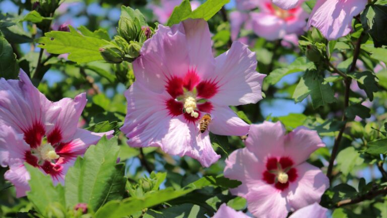 rose of sharon in full bloom