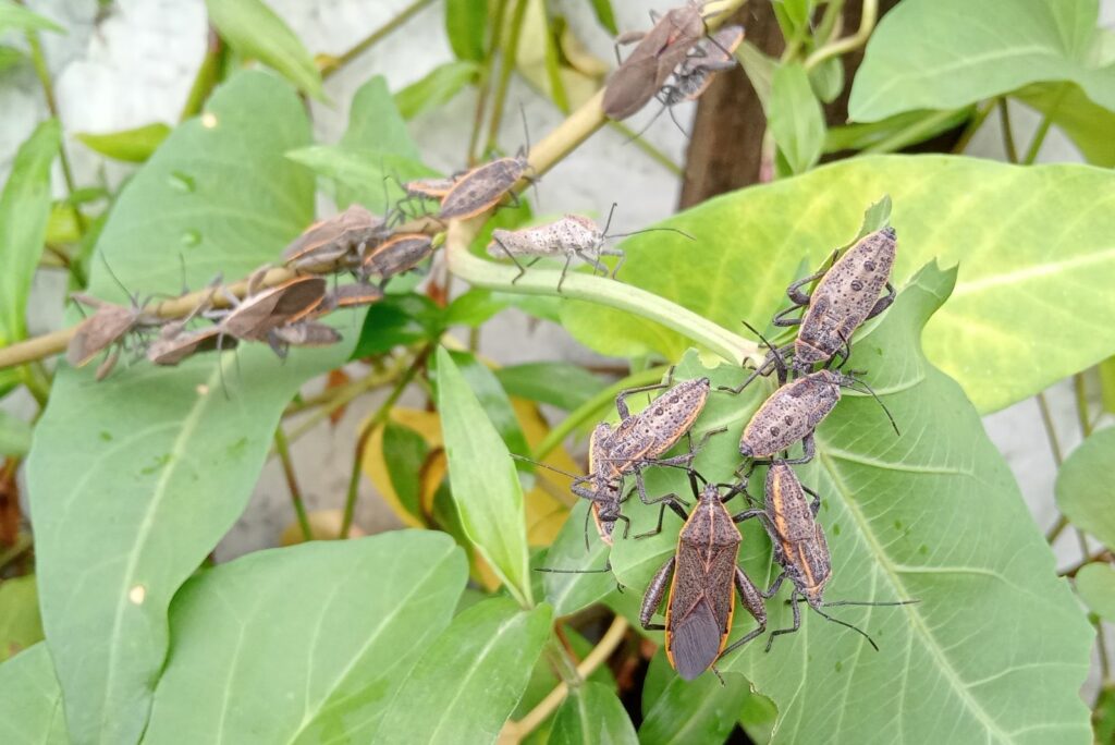 a collection of squash bugs perched on a green leaf