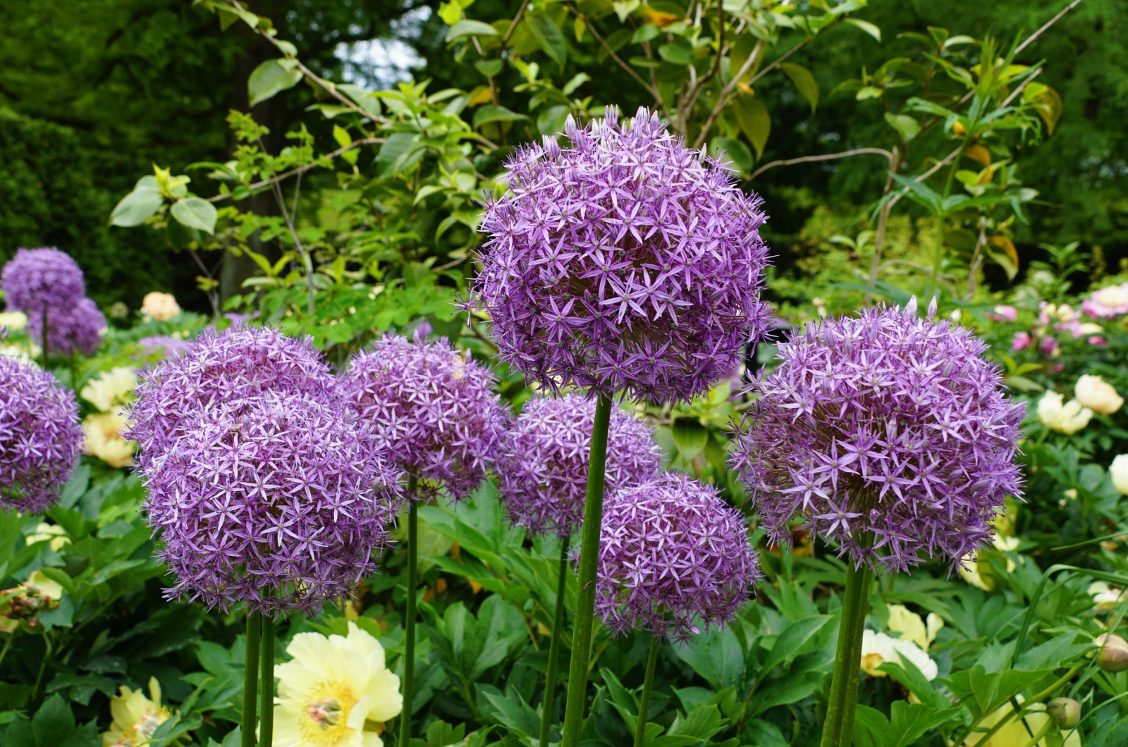 allium-flowers