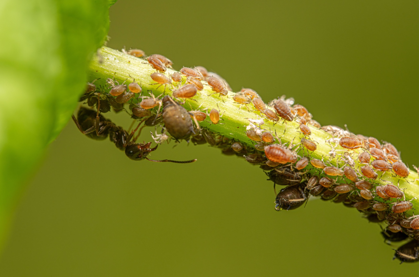 aphids gathering on a grass stem