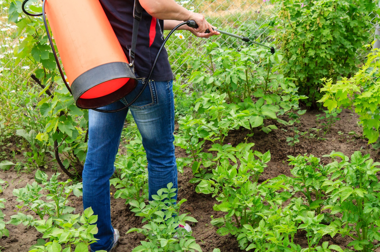 applying herbicide in garden