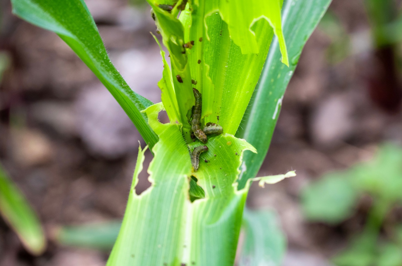 armyworm