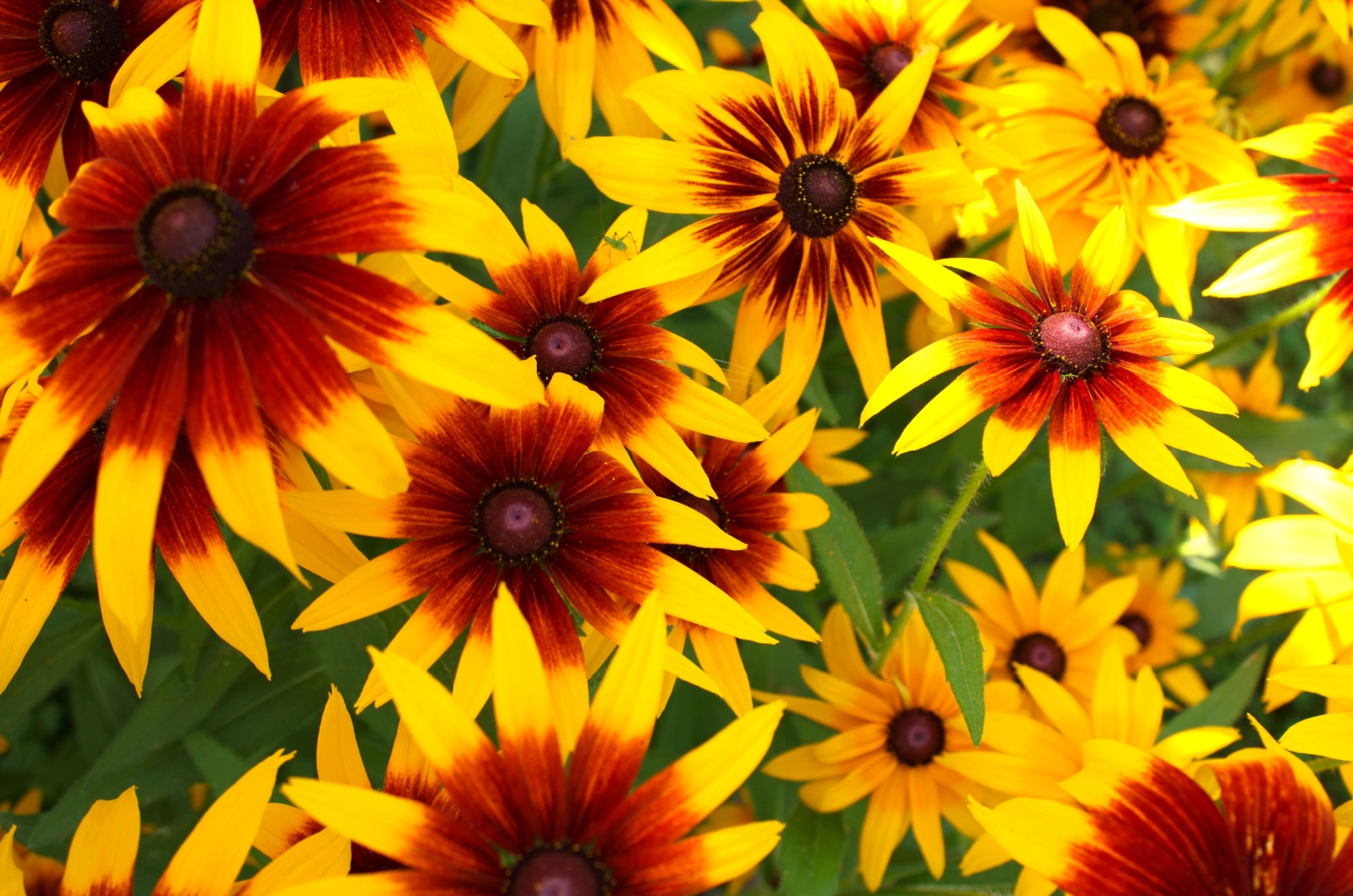 beautiful black-eyed susan