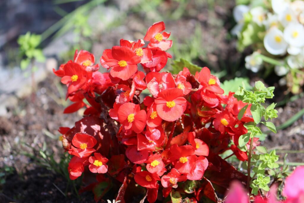 beautiful red begonia