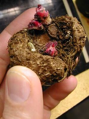 begonia bulb