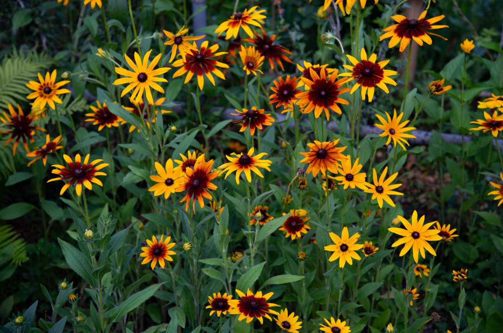 black eyed susan flowers