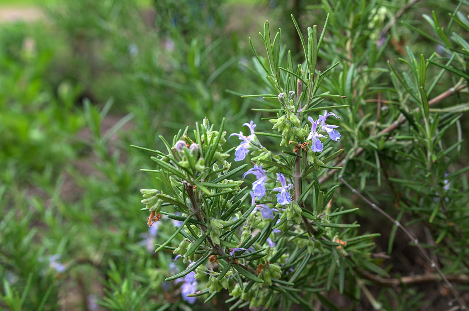 blooming rosemary