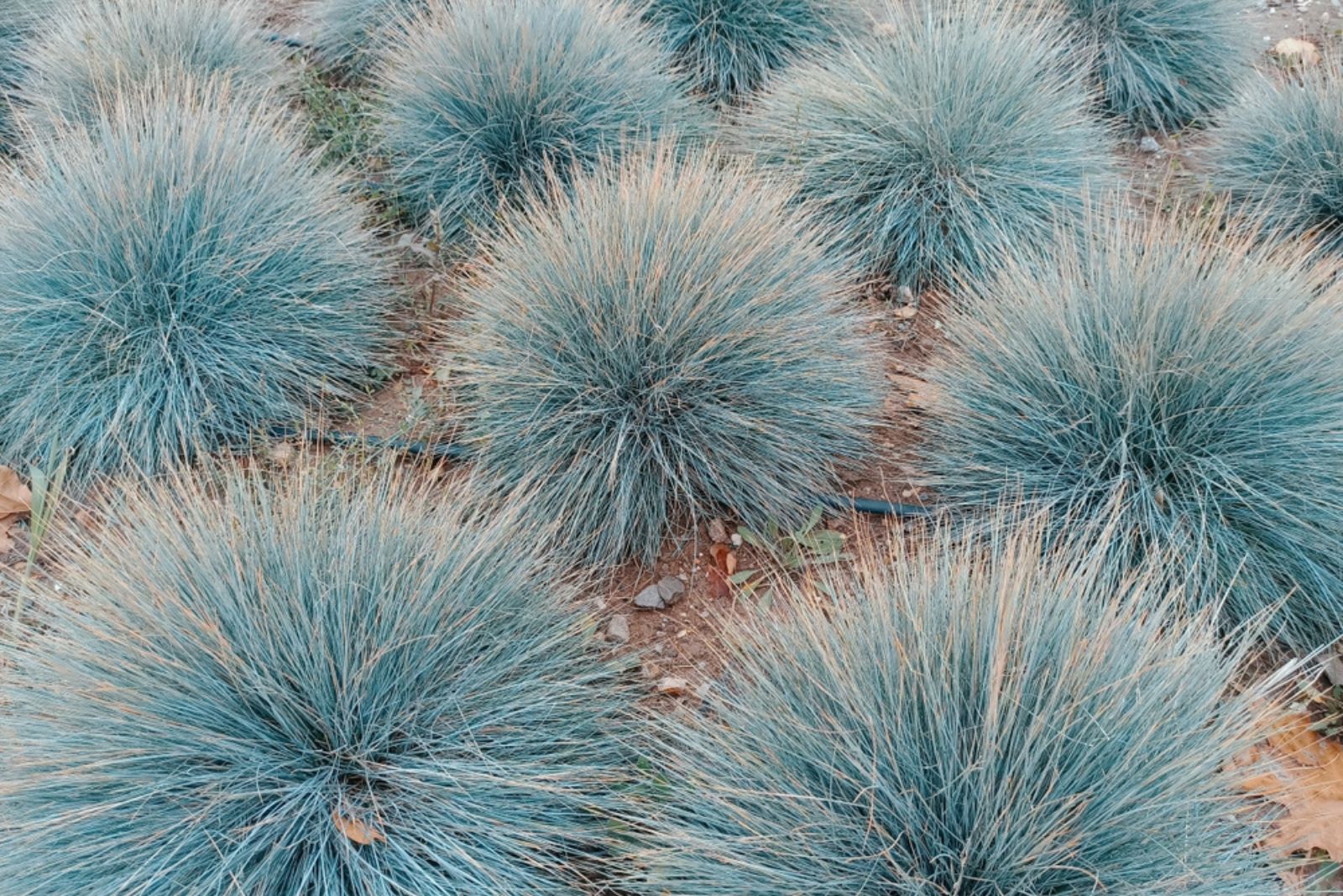 blue oat grass