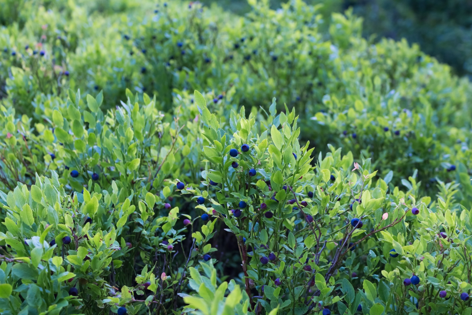 blueberry bush