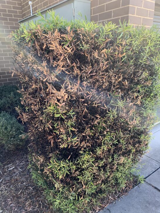 3 Most Common Bottlebrush Tree Problems You Can Easily Fix With These