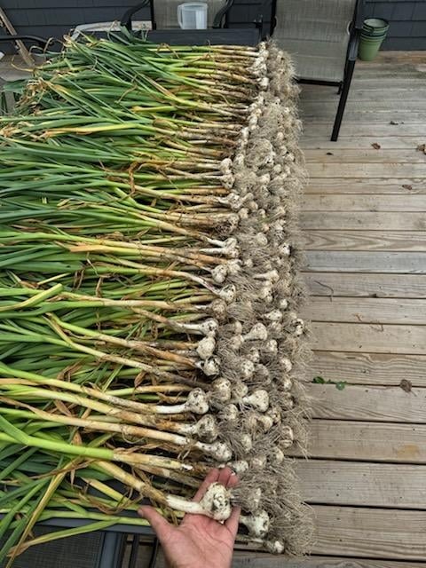 bunch of harvested garlic