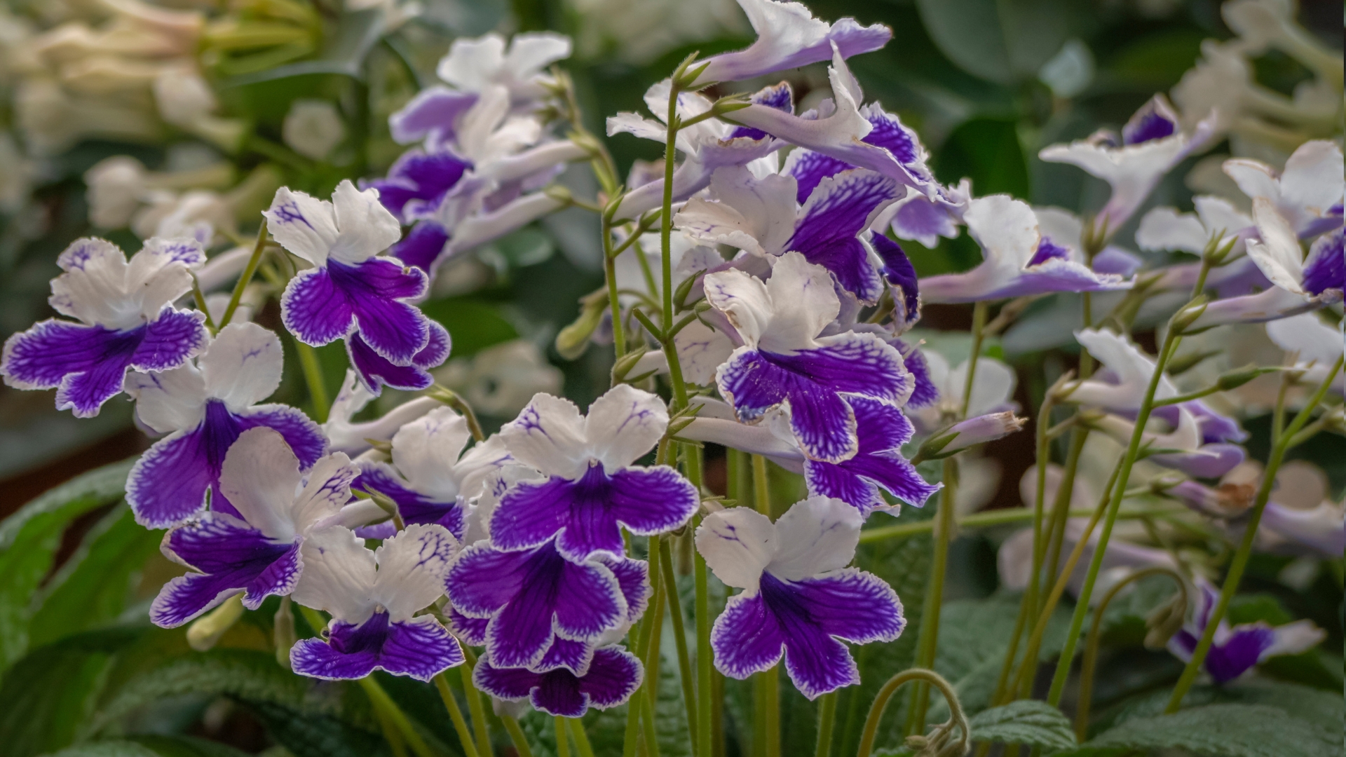 cape primrose