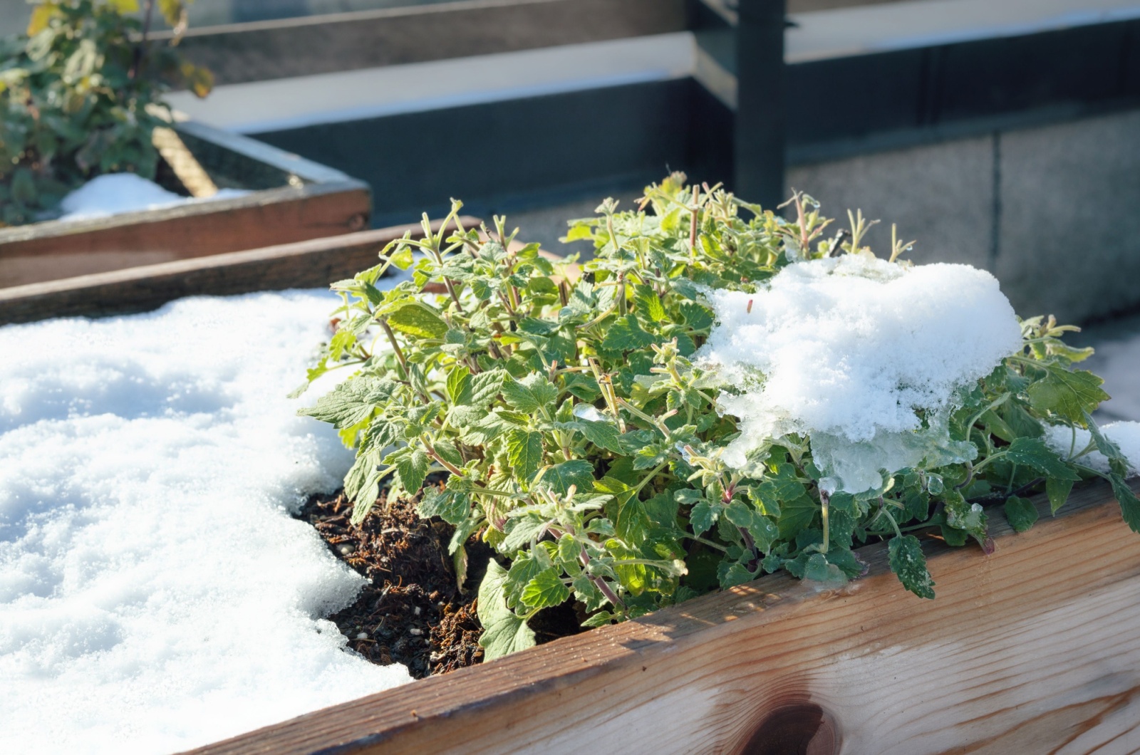 catmint plant covered with snow