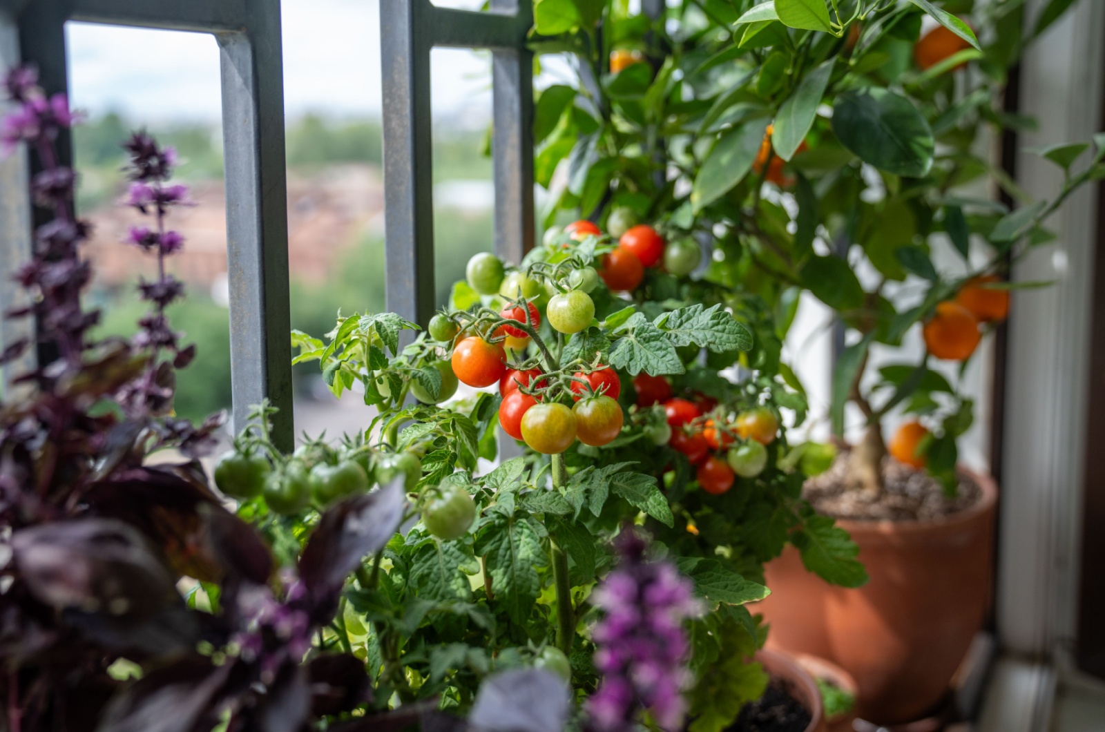 cherry tomatoes growing on a balcony