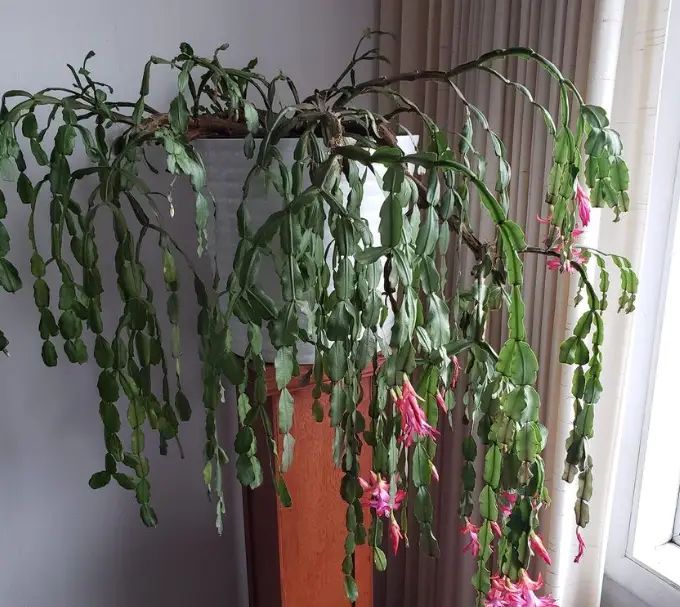 christmas cactus Disease