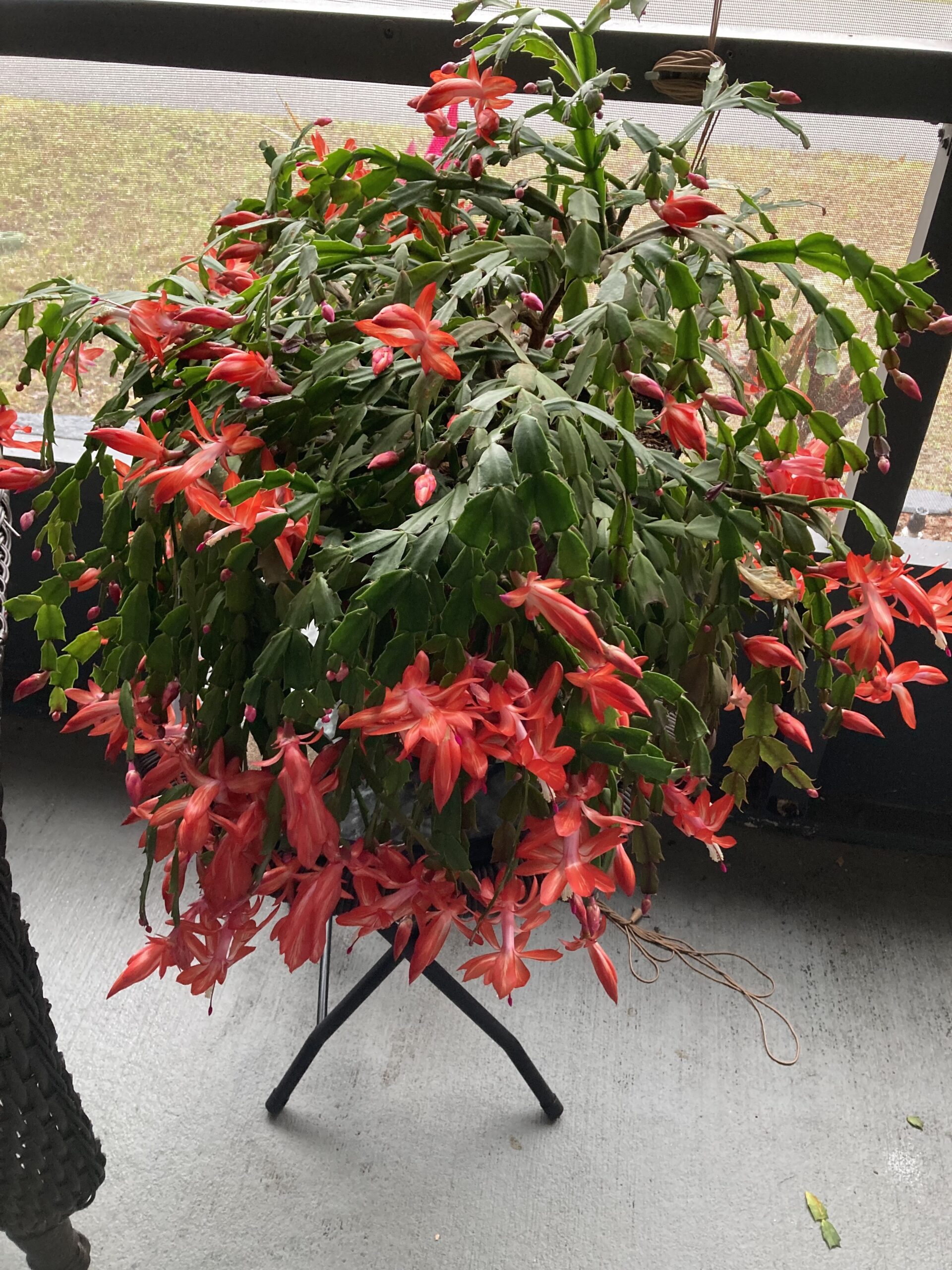 christmas cactus blooming