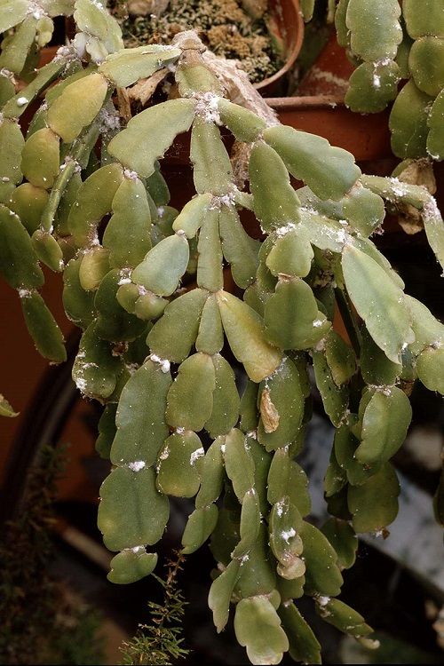 christmas cactus pests