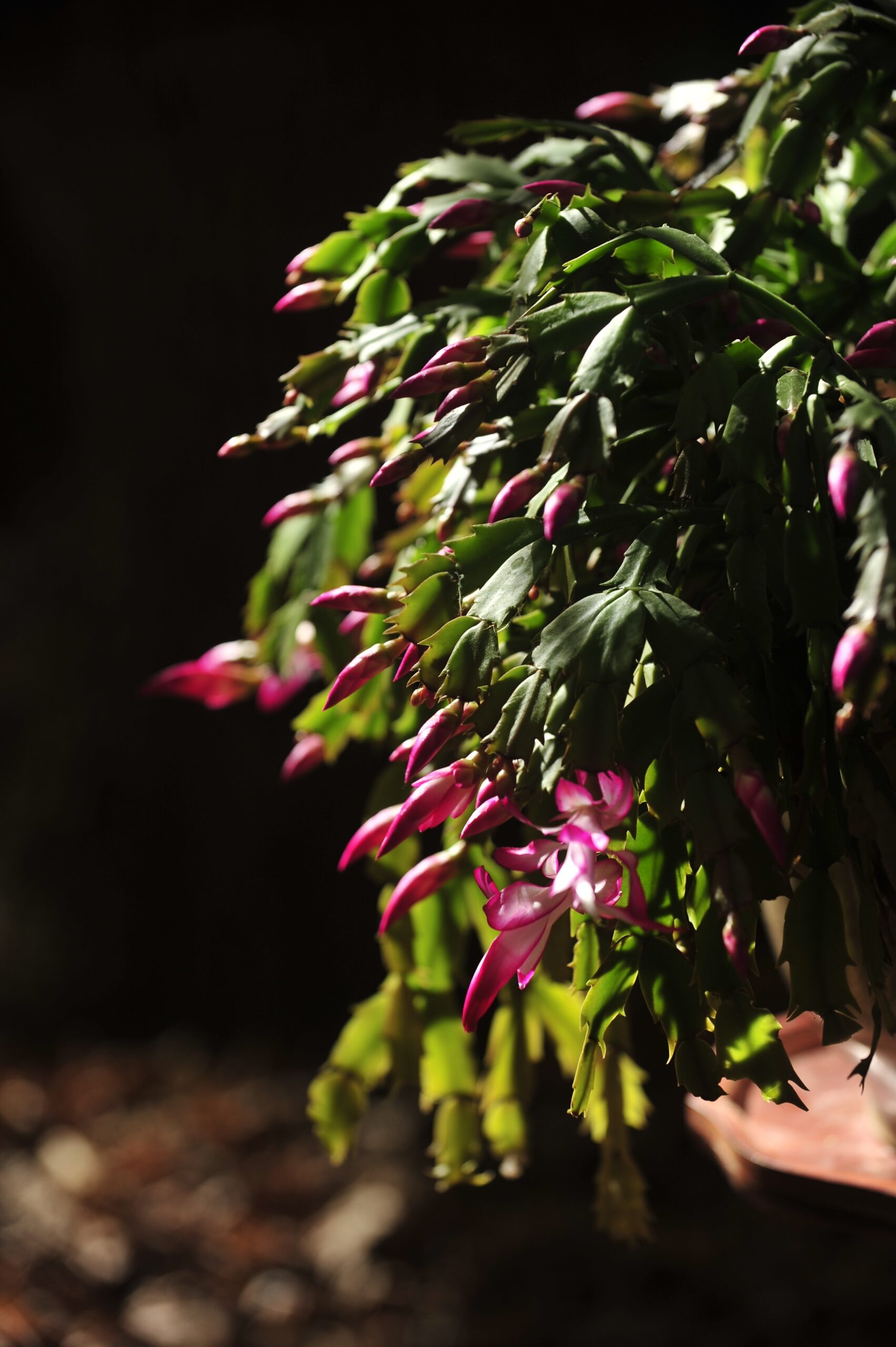 Christmas,Cactus,Blooms,And,Buds