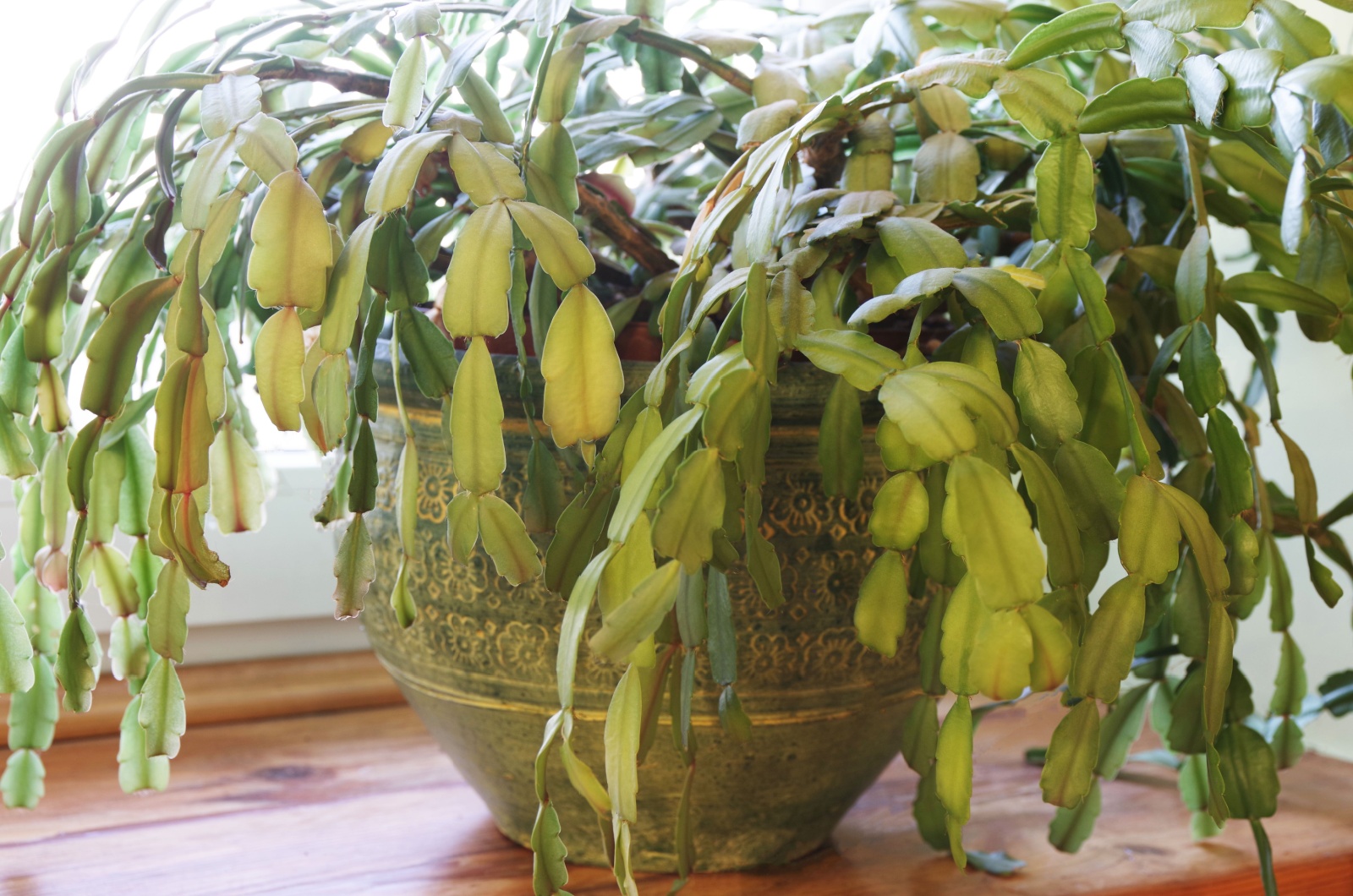 christmas cactus with yellow leaves