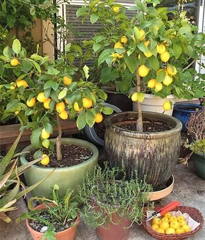 citrus trees