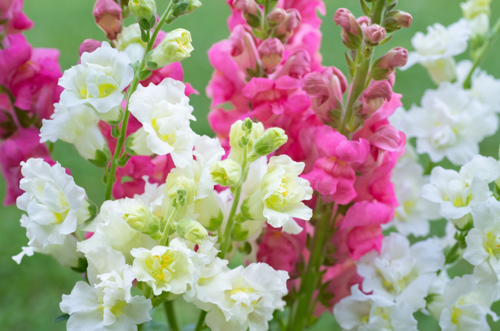 close-up photo of snapdragon flowers