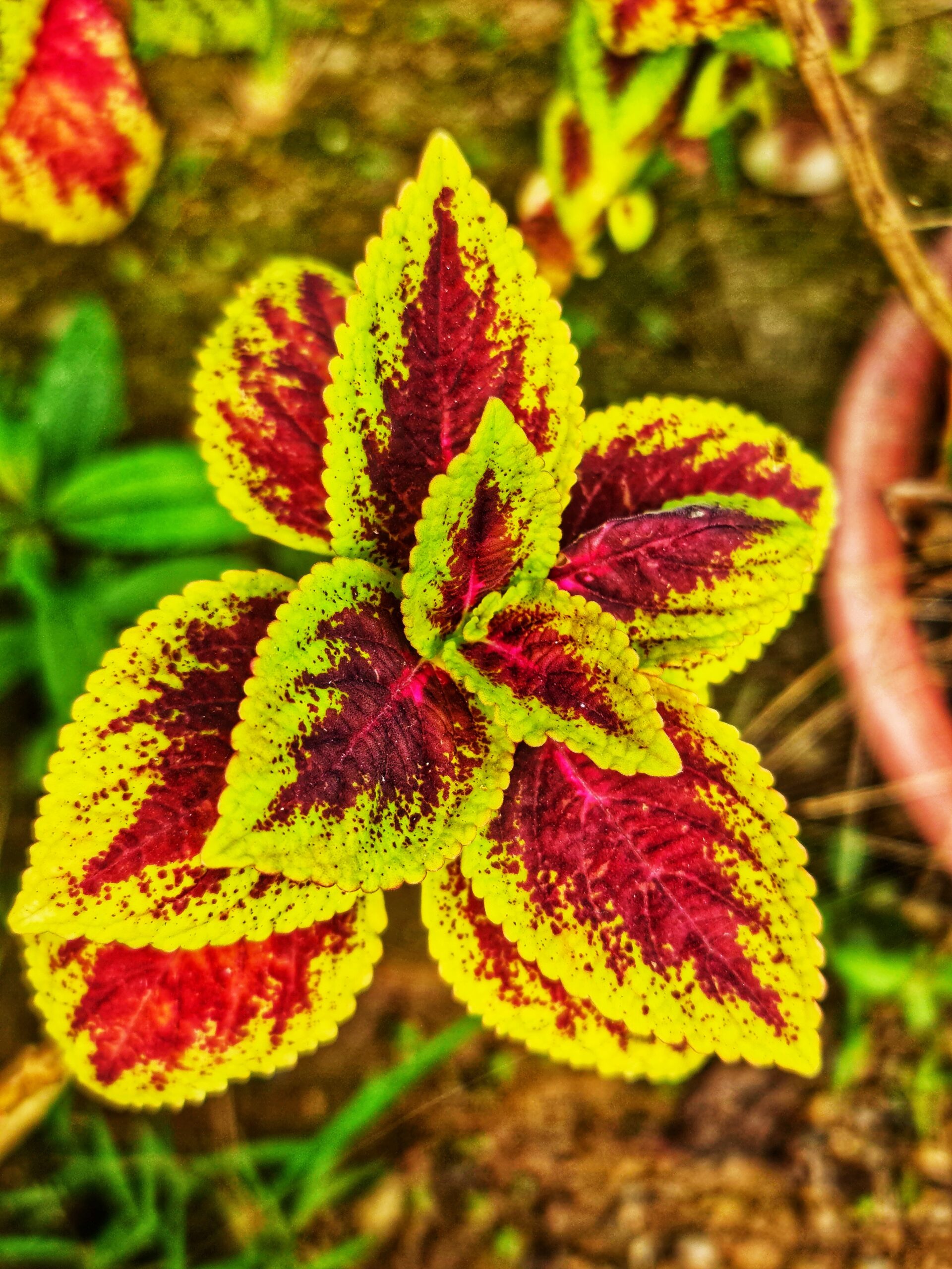 coleus flower