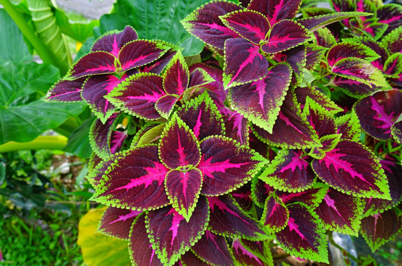 coleus plant