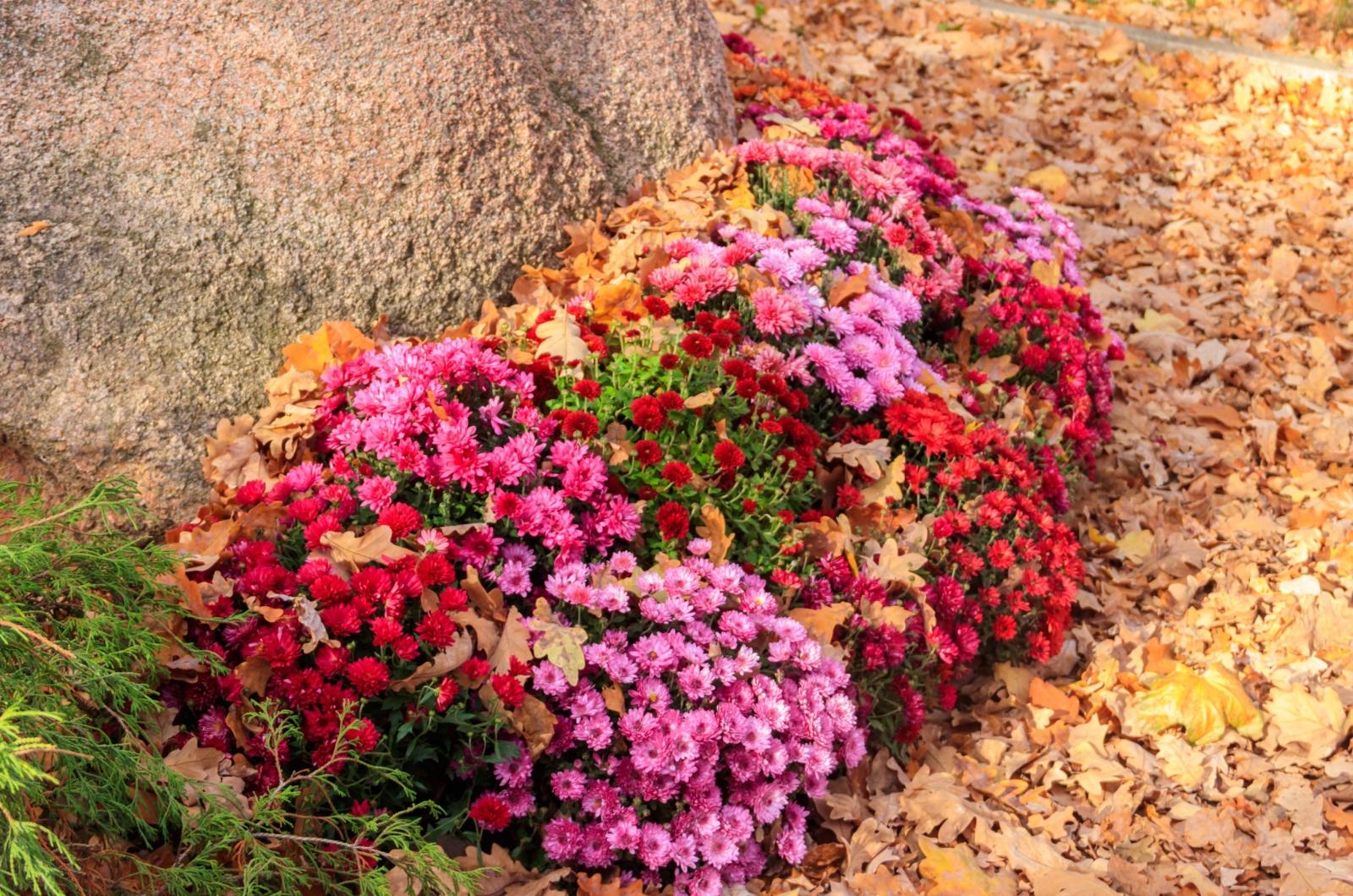 colorful chrysanthemums