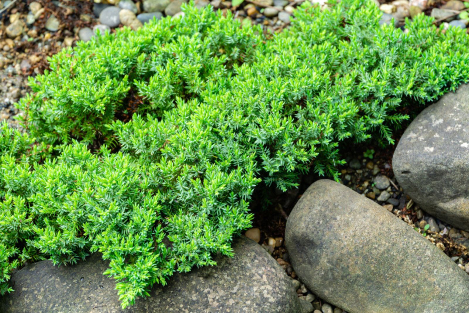 creeping Juniperus Procumbens Nana on stones by pond shore