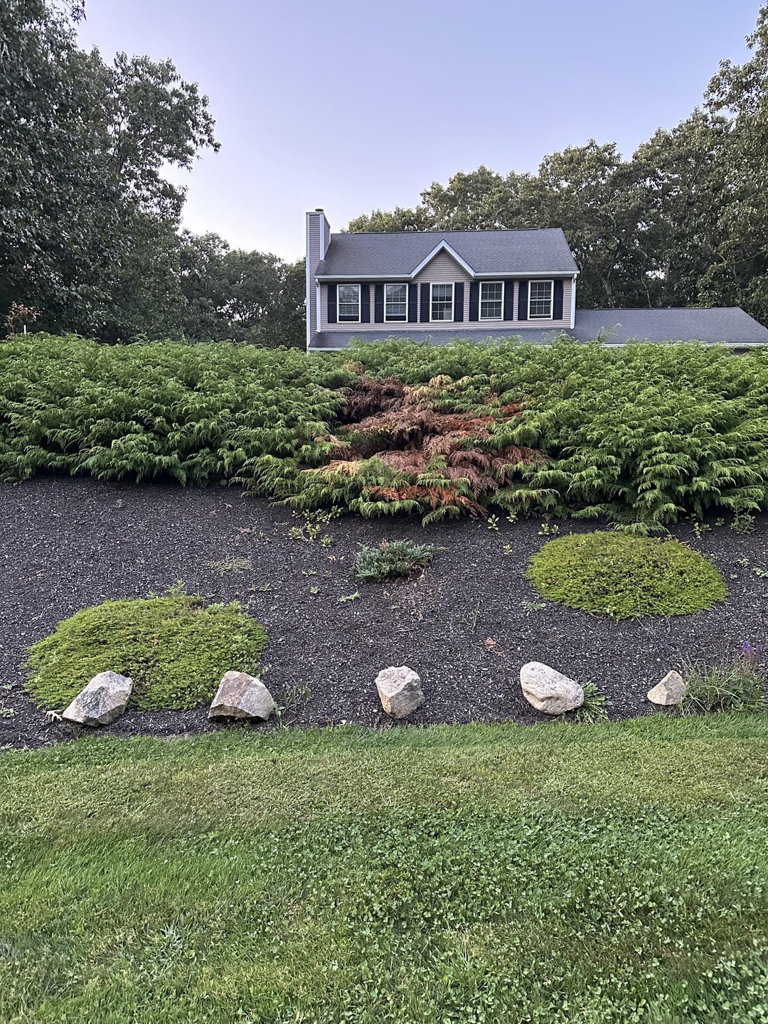 creeping juniper in yard