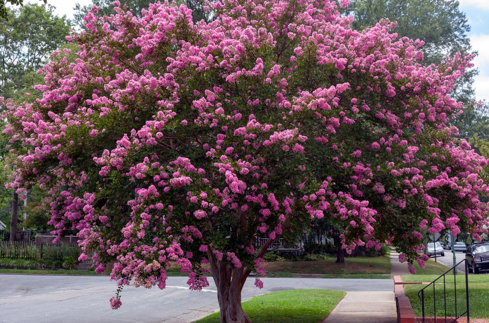 crepe myrtle