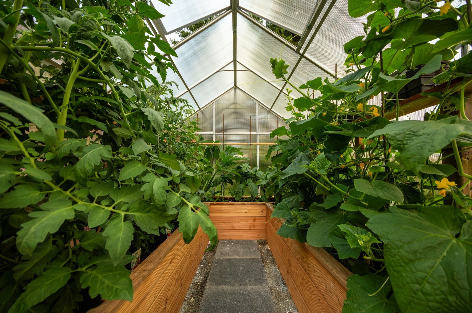 crops in a greenhouse