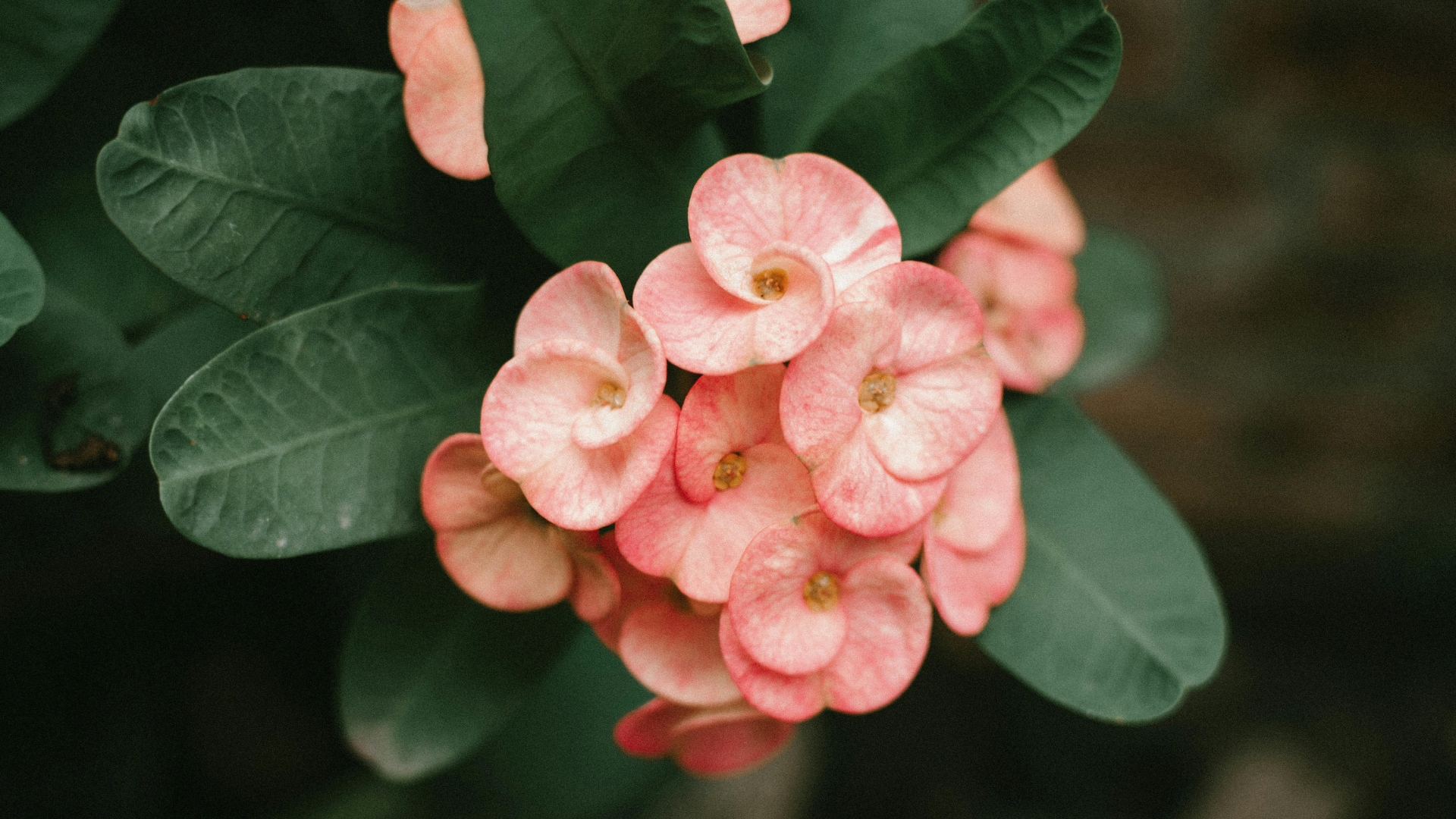 crown of thorns